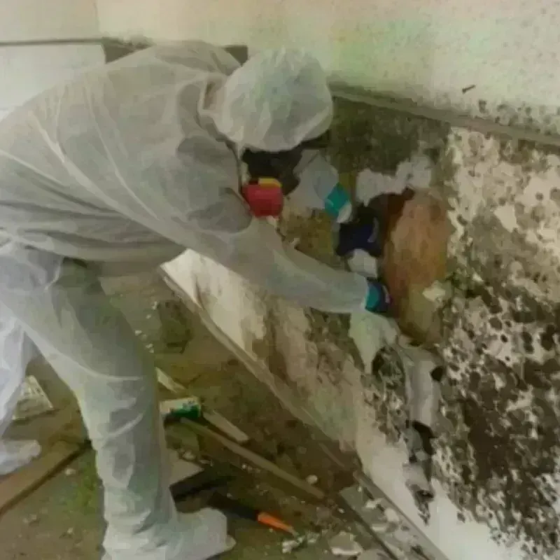 Mold Remediation and Removal in Cairo, GA